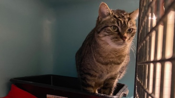 Animal à l'adoption