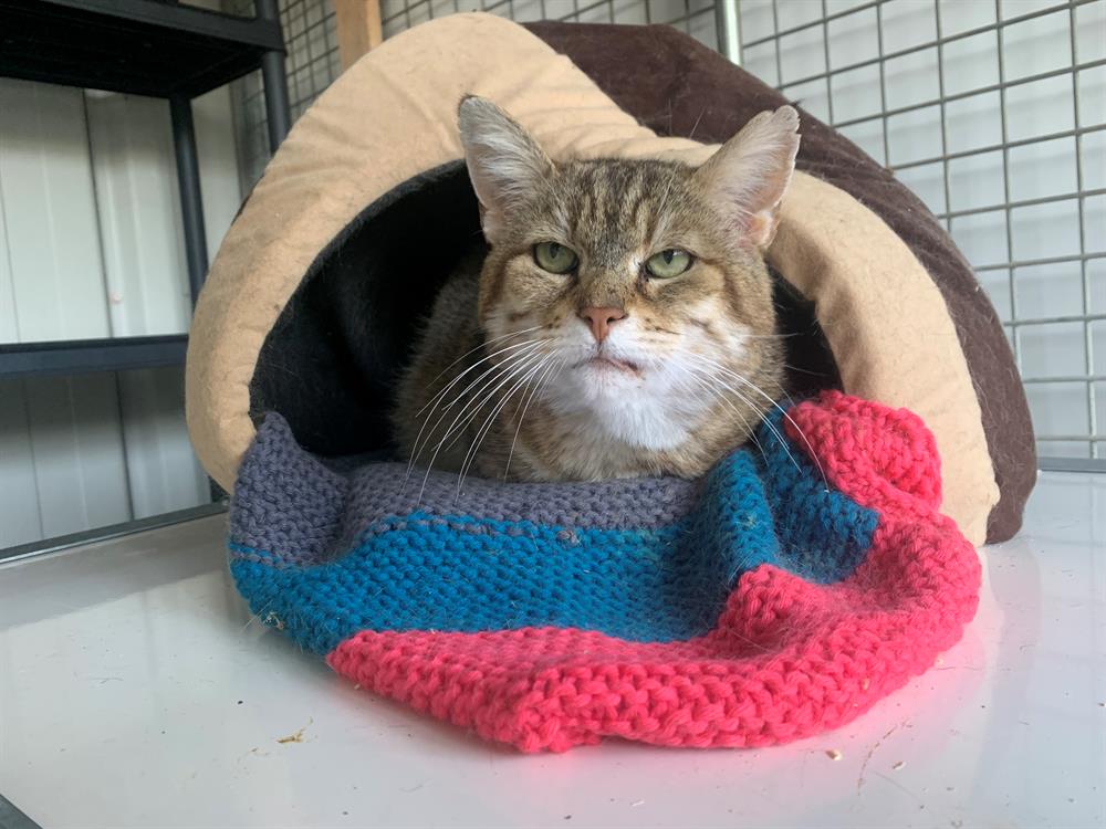 Photo de Lynxou [fiv+]