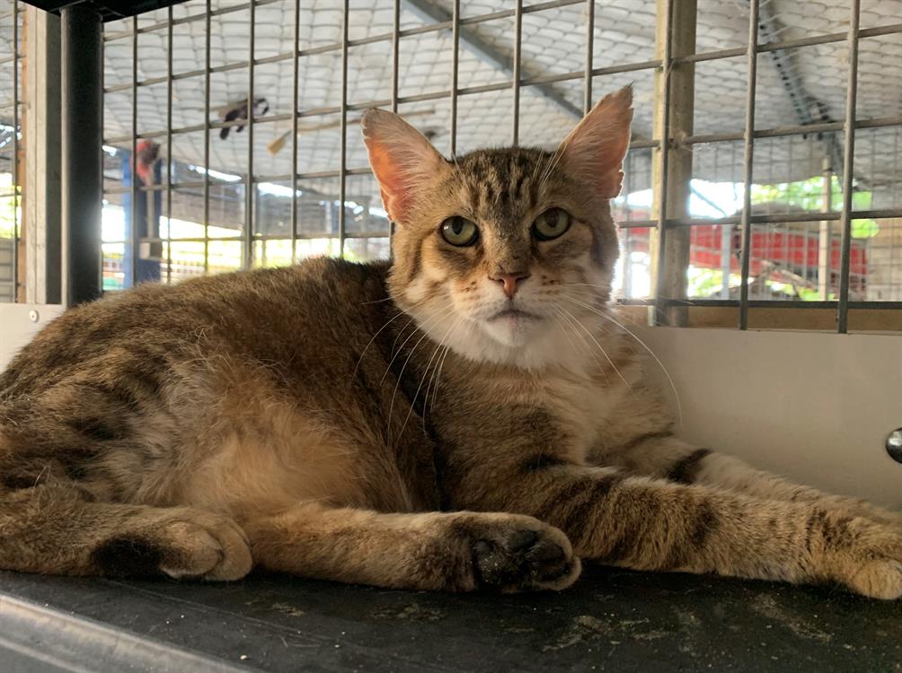 Photo de Lynxou [fiv+]