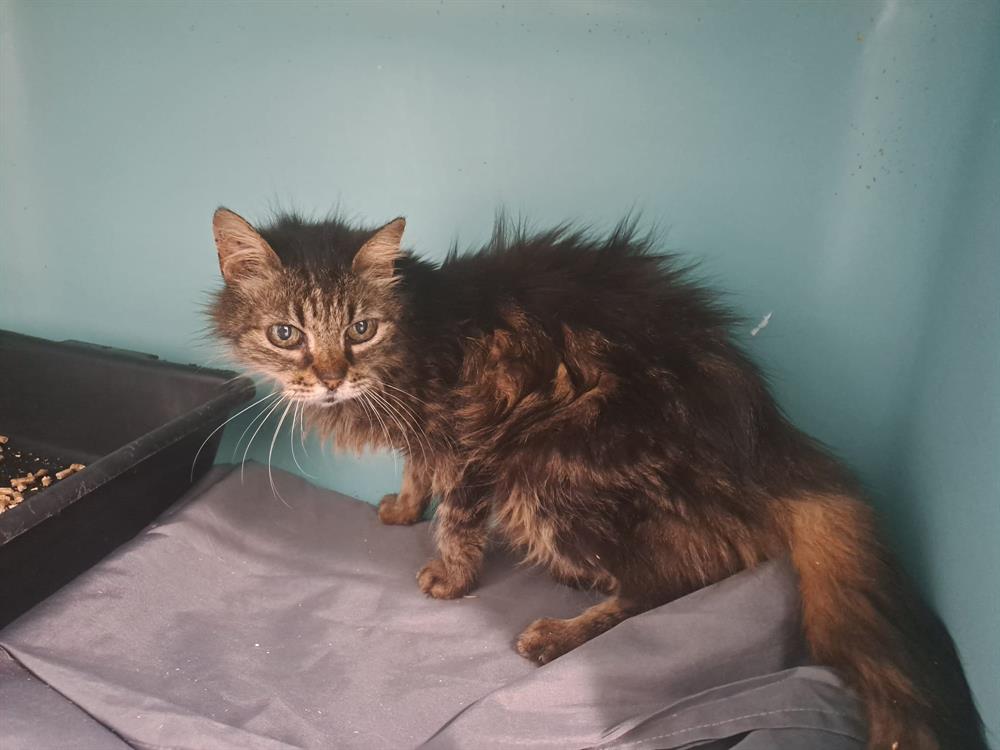 Animal à l'adoption