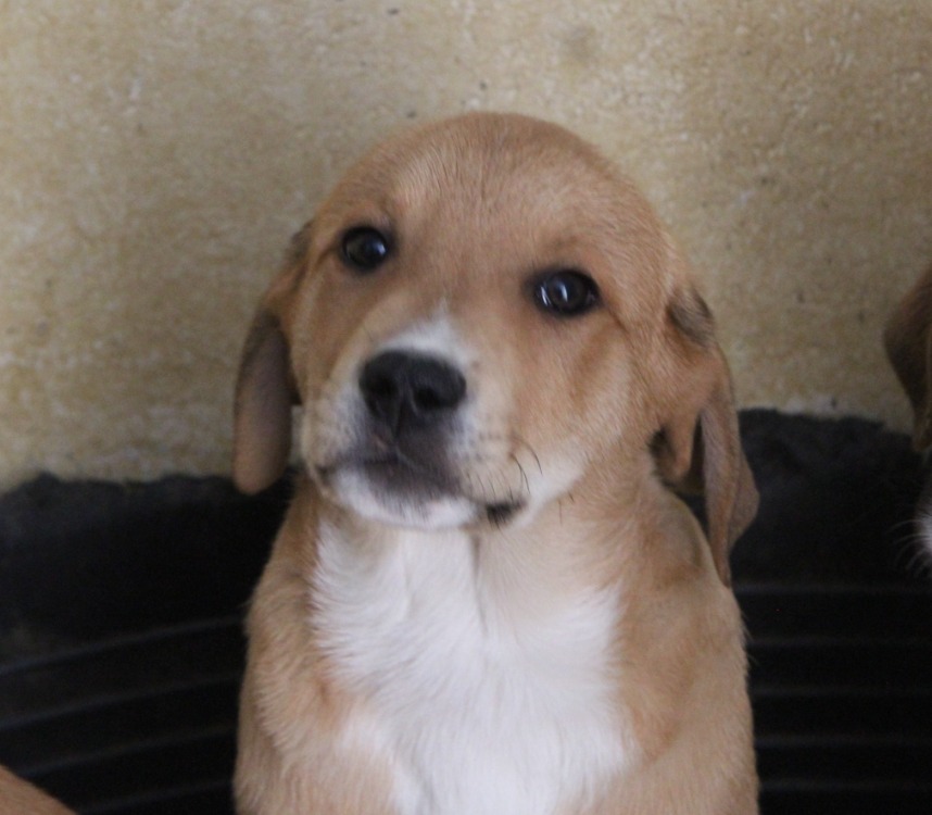 Animal à l'adoption