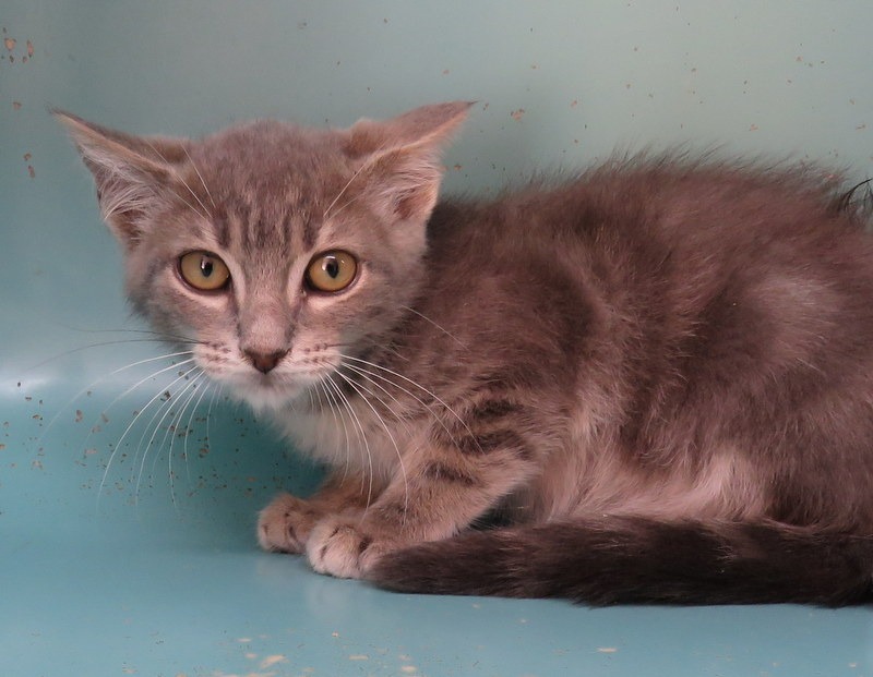 Animal à l'adoption