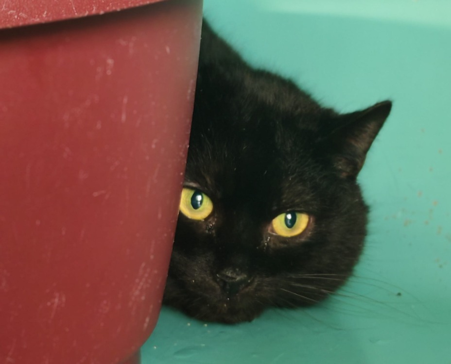 Animal à l'adoption
