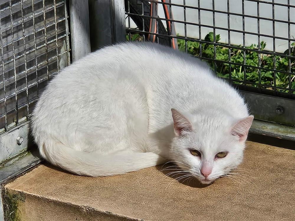 Animal à l'adoption