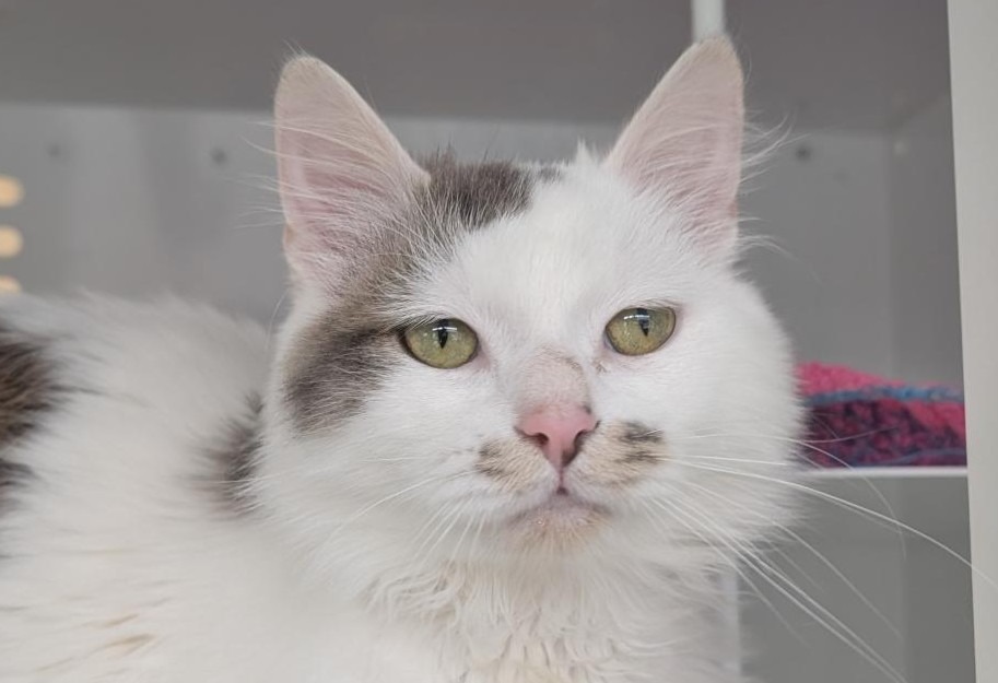 Animal à l'adoption