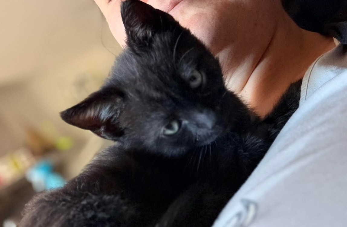 Animal à l'adoption
