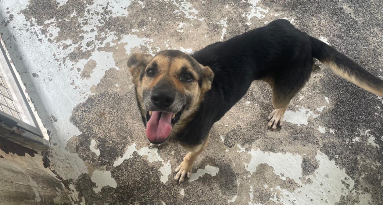 Animal à l'adoption