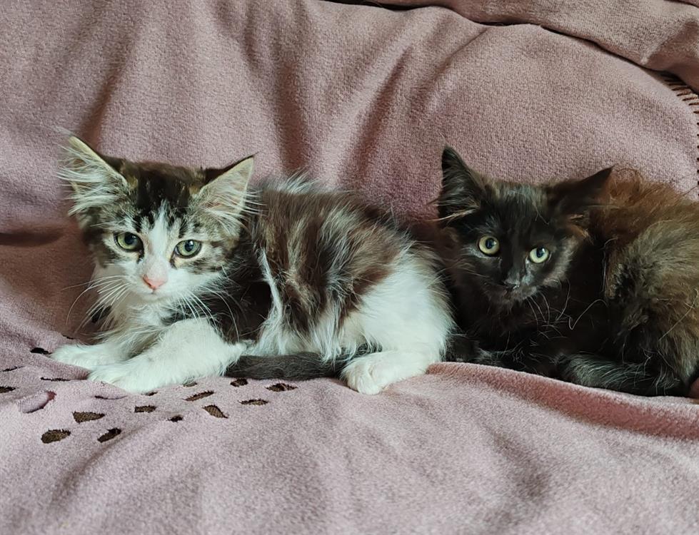 Animal à l'adoption