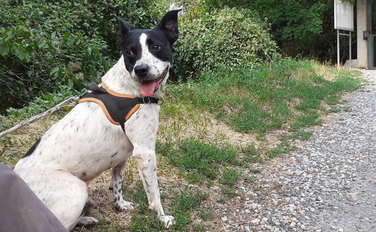 Animal à l'adoption