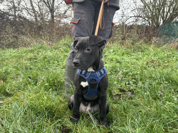 Animal à l'adoption