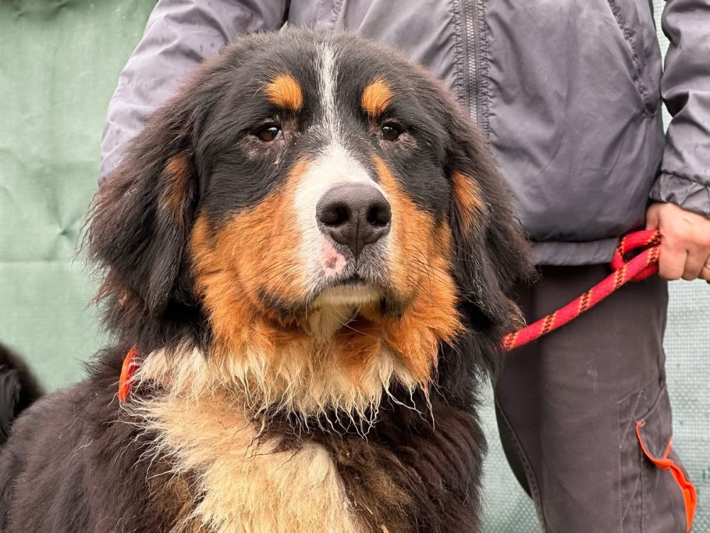 Animal à l'adoption