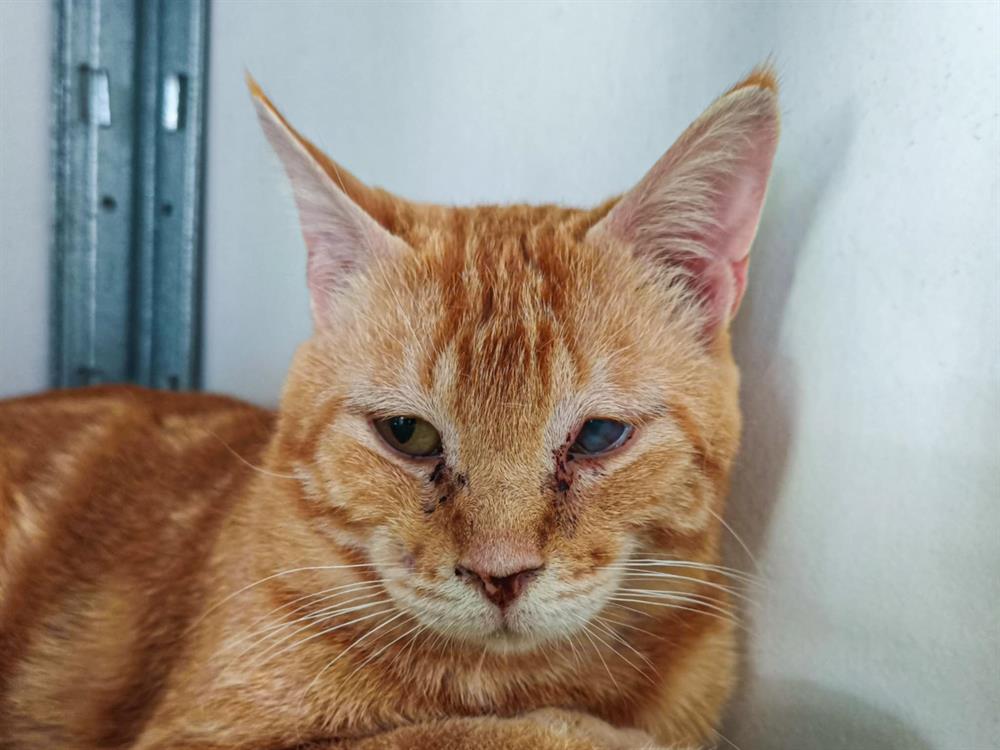 Animal à l'adoption