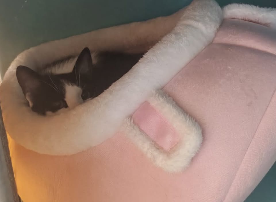 Animal à l'adoption
