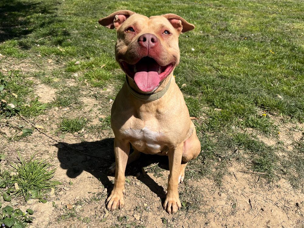 Animal à l'adoption