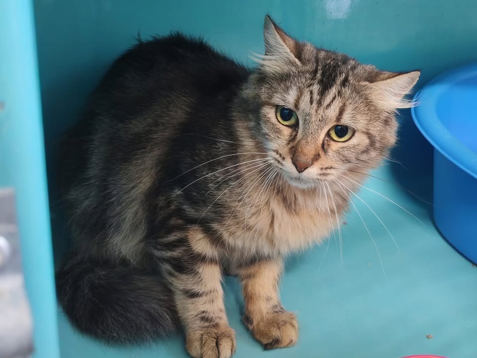 Animal à l'adoption