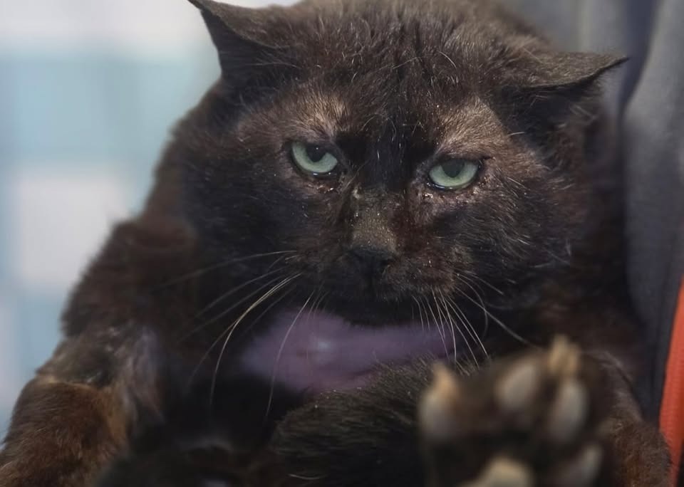Animal à l'adoption
