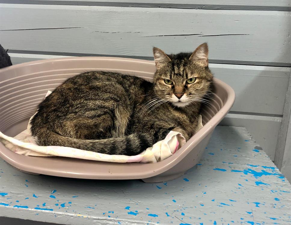 Animal à l'adoption