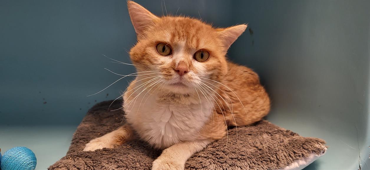 Animal à l'adoption