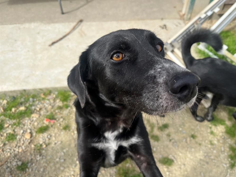 Animal à l'adoption