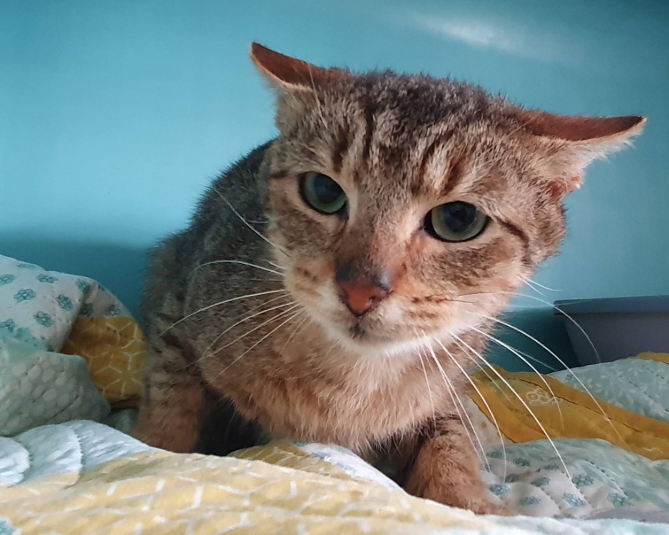 Animal à l'adoption