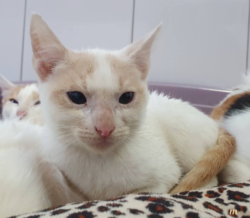 Animal à l'adoption