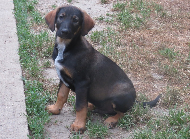 Animal à l'adoption