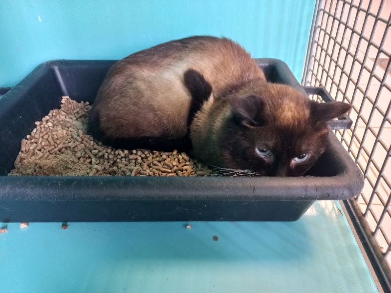 Animal à l'adoption