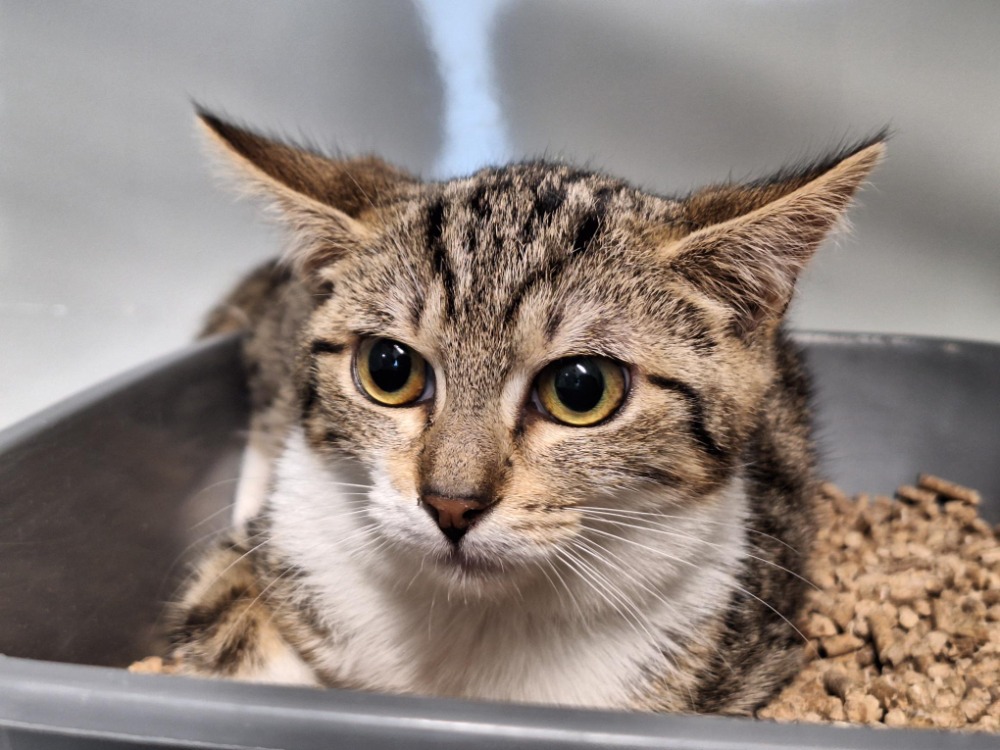 Animal à l'adoption