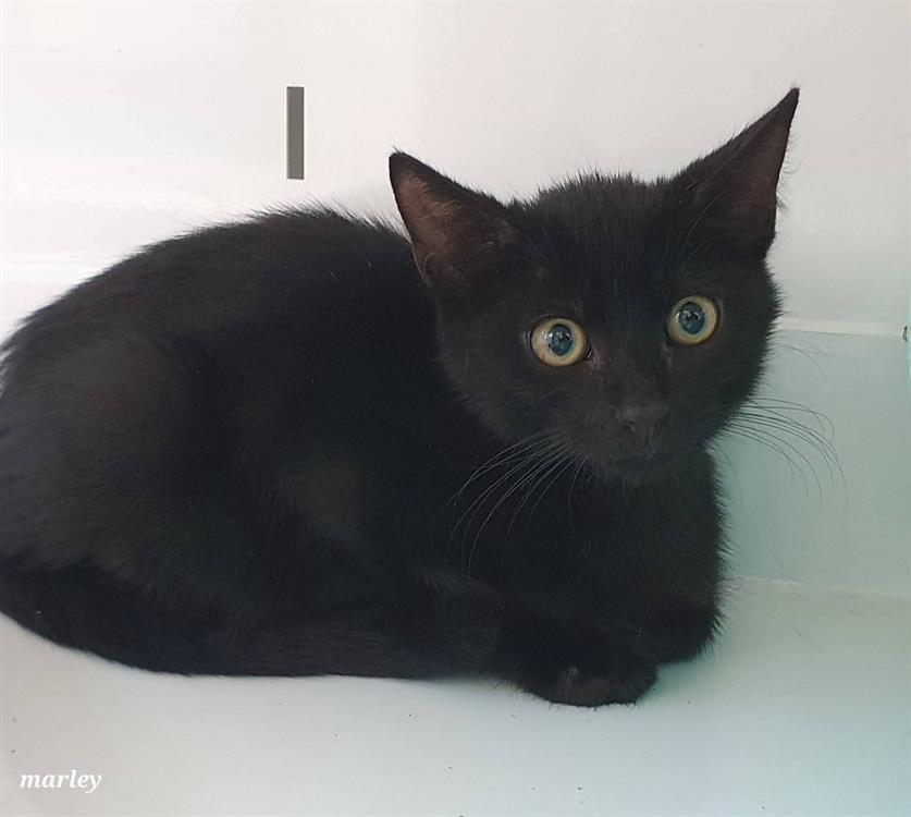 Animal à l'adoption
