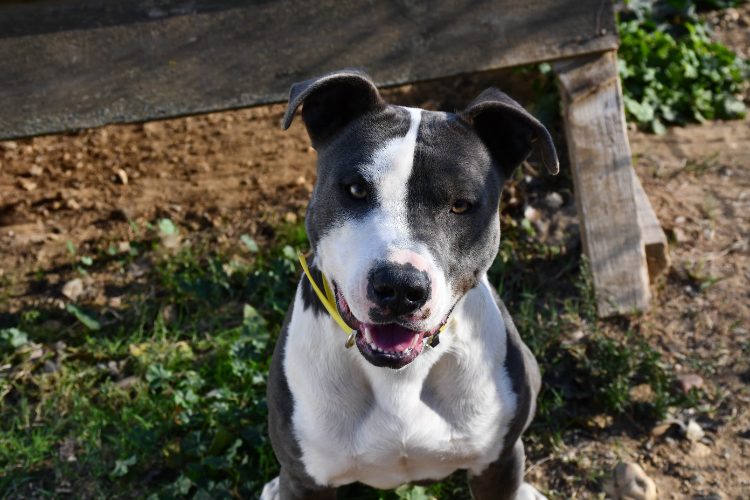 Animal à l'adoption