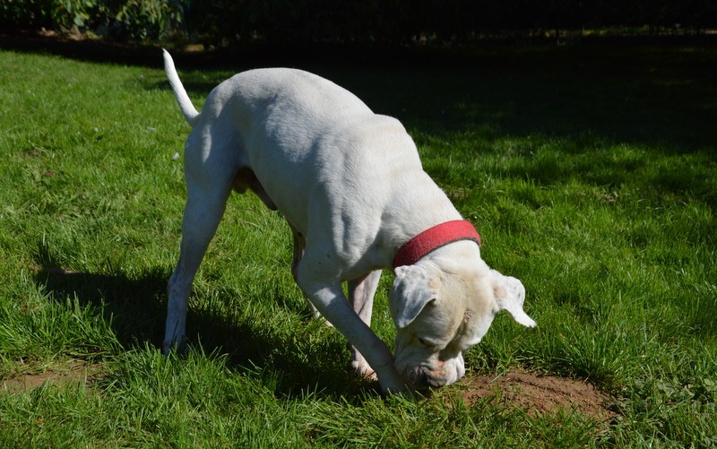 Photo de Max dit panchito chao