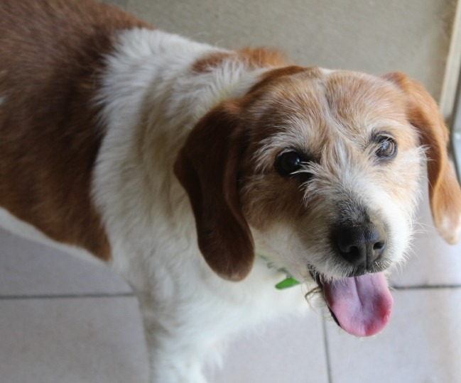 Animal à l'adoption