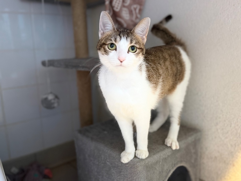 Maya