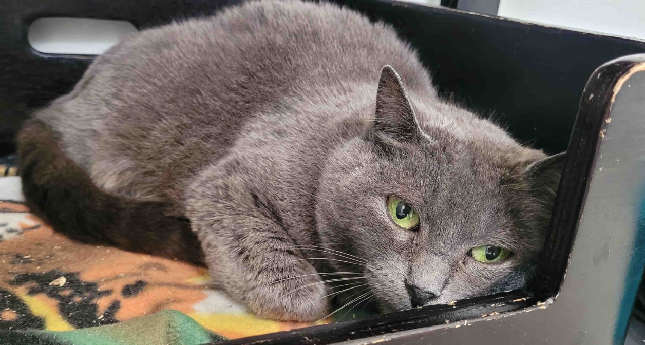 Animal à l'adoption