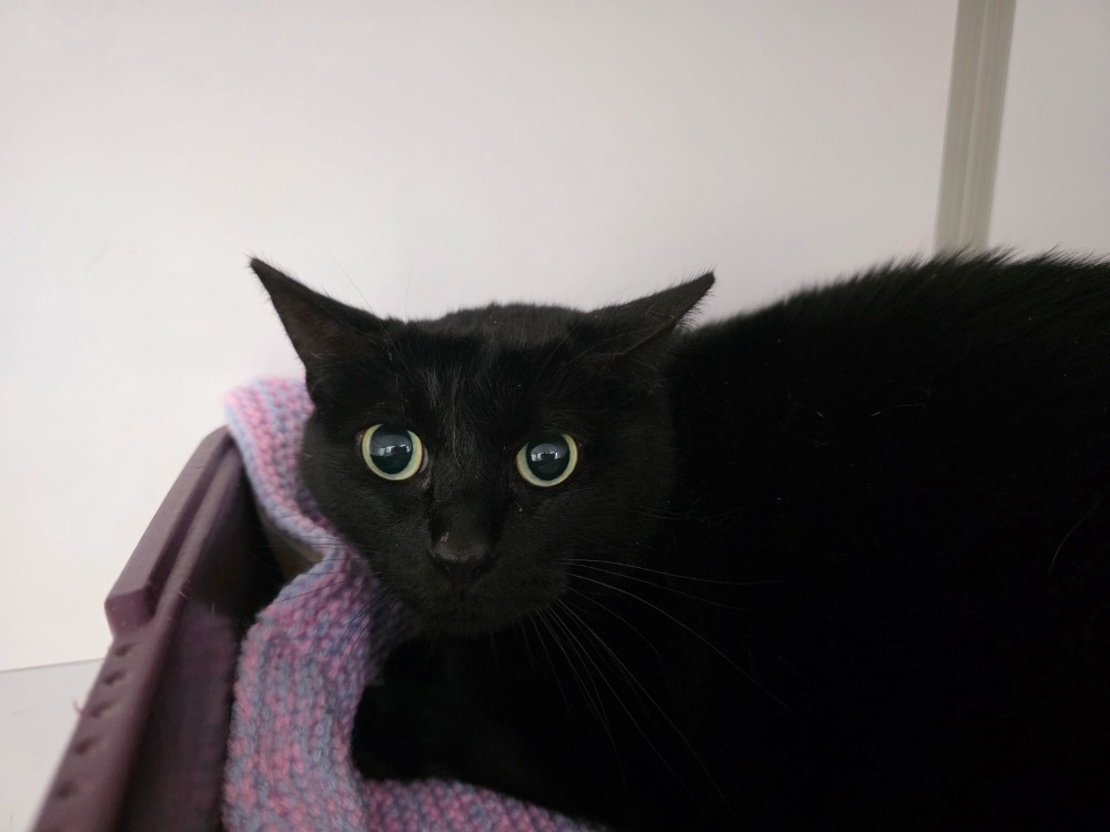 Maya
