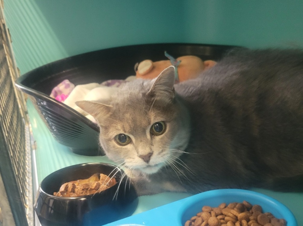 Animal à l'adoption
