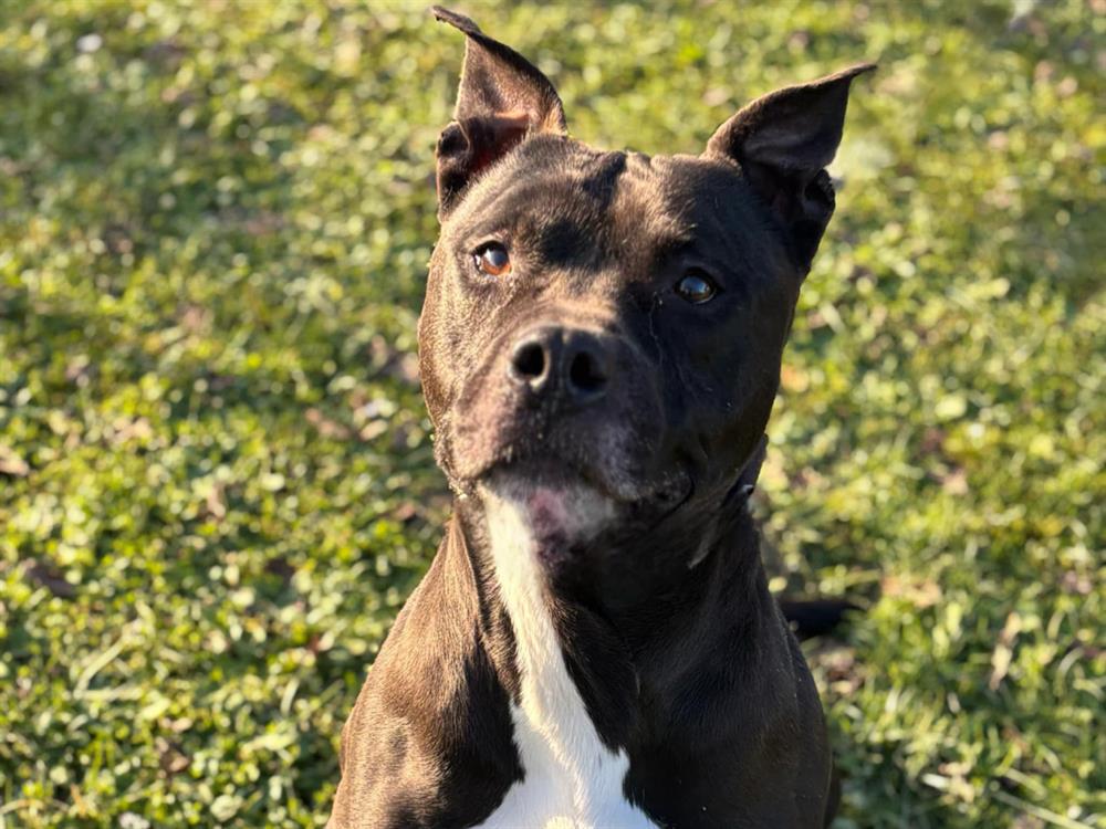 Animal à l'adoption
