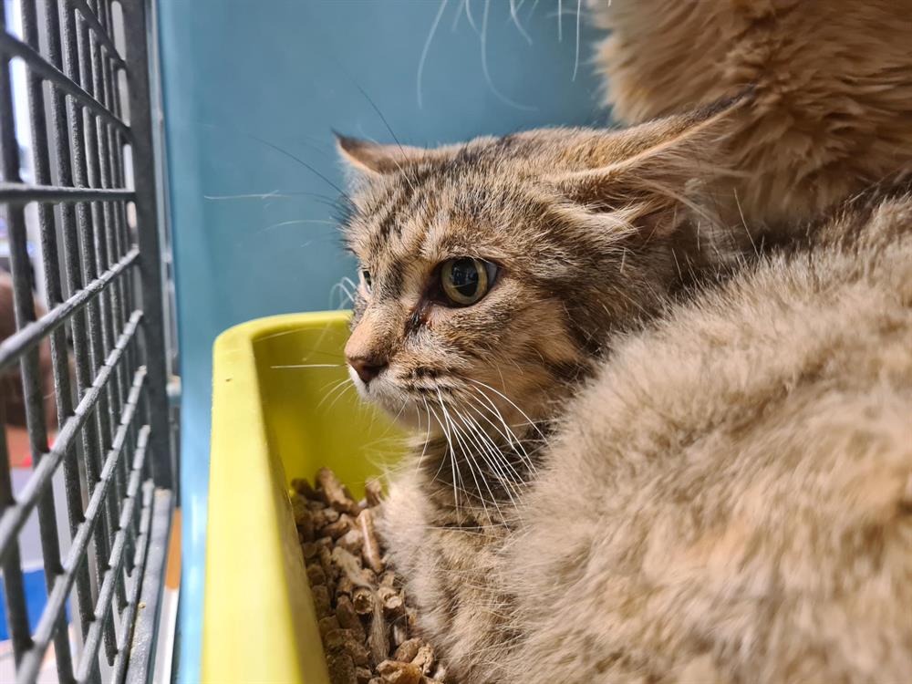 Animal à l'adoption
