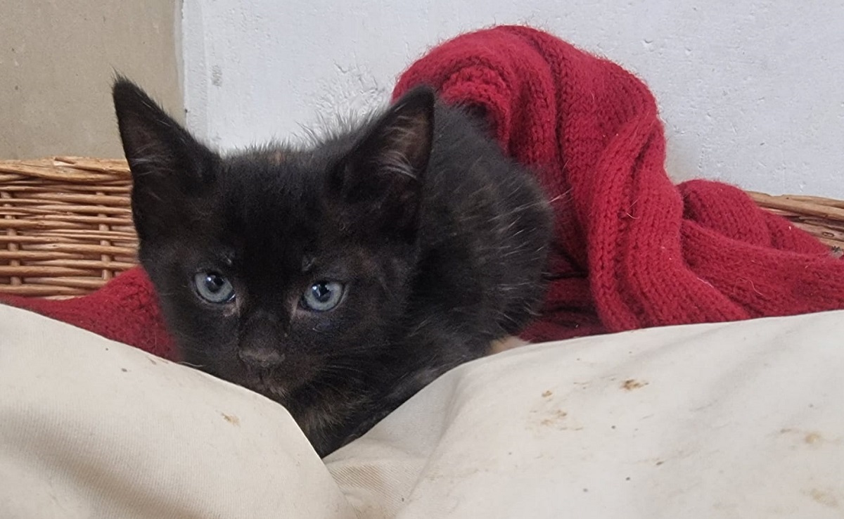 Animal à l'adoption