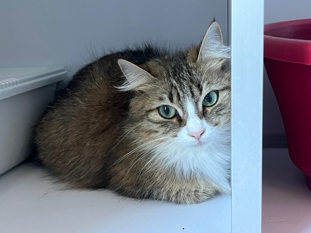 Animal à l'adoption