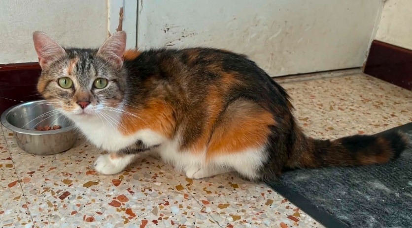 Melba
