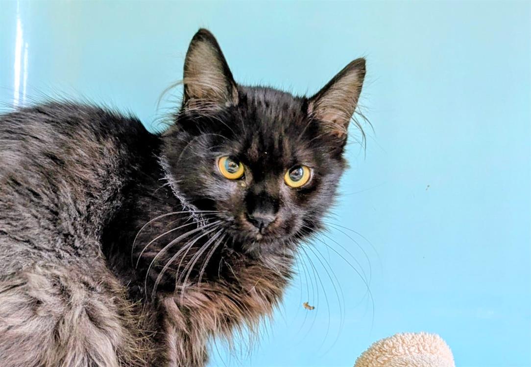 Animal à l'adoption