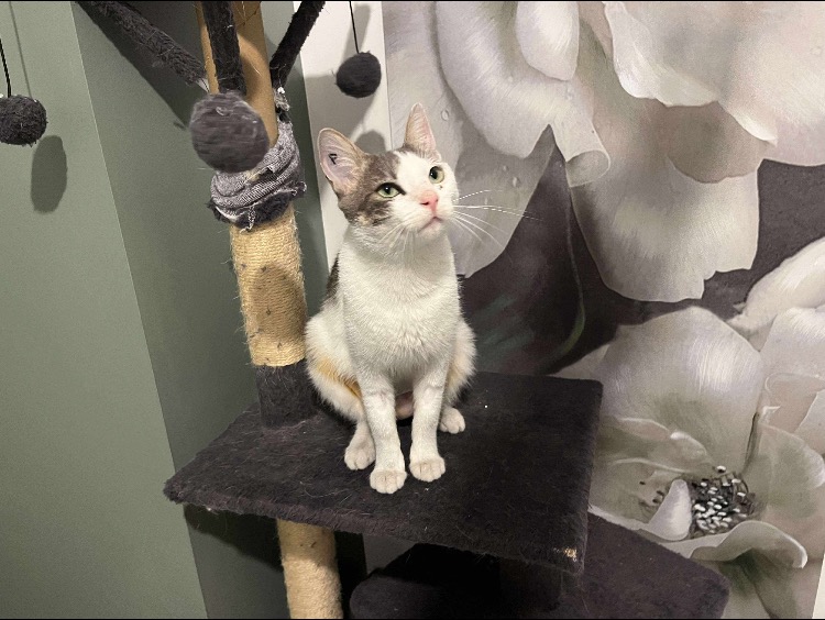 Animal à l'adoption