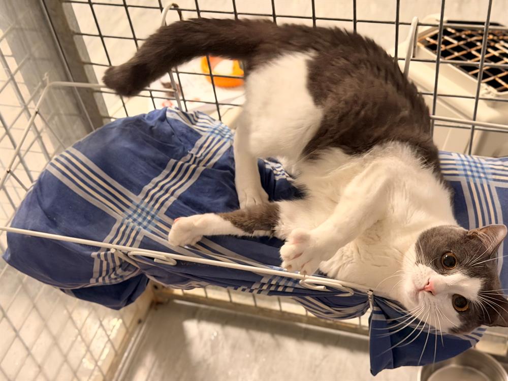 Animal à l'adoption