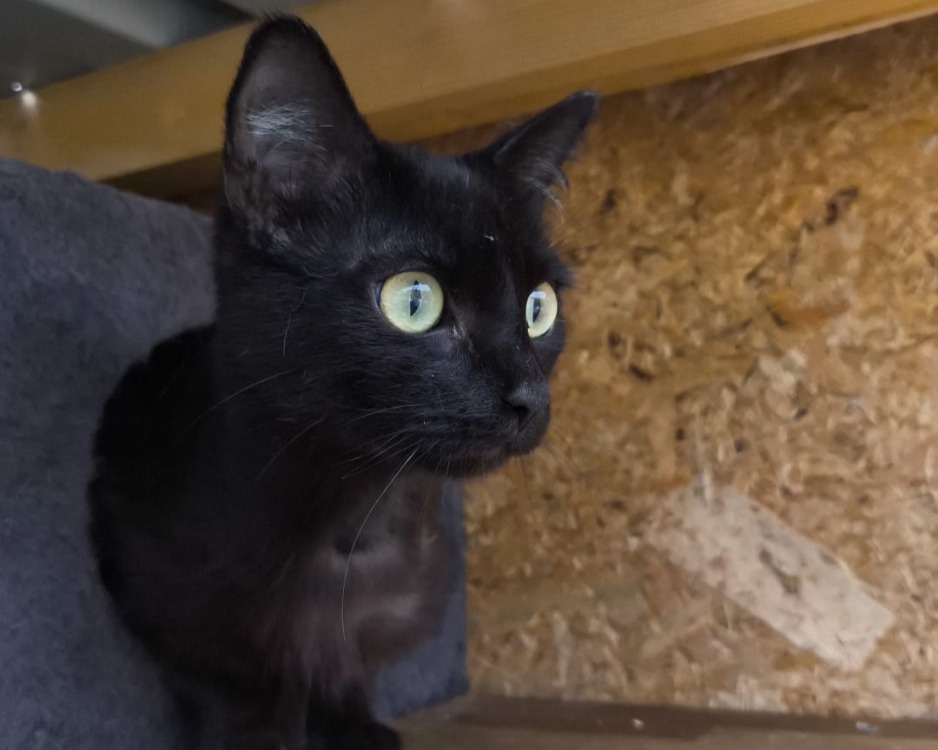 Animal à l'adoption