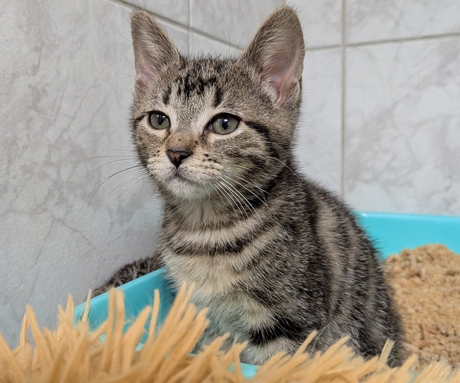 Animal à l'adoption