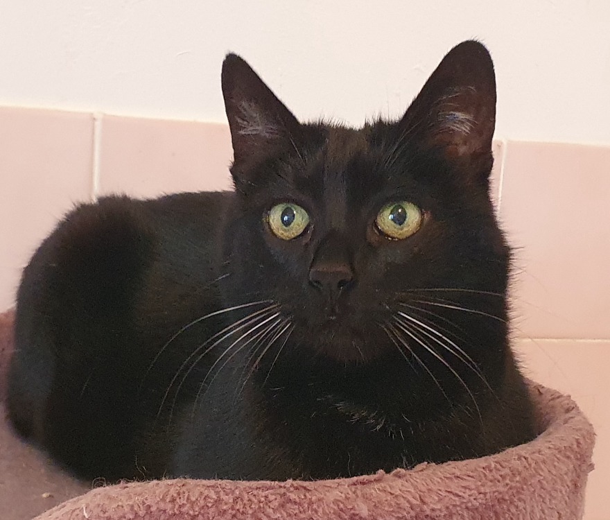 Animal à l'adoption