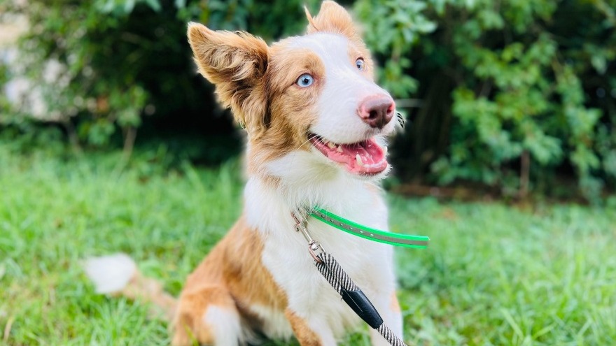 Animal à l'adoption