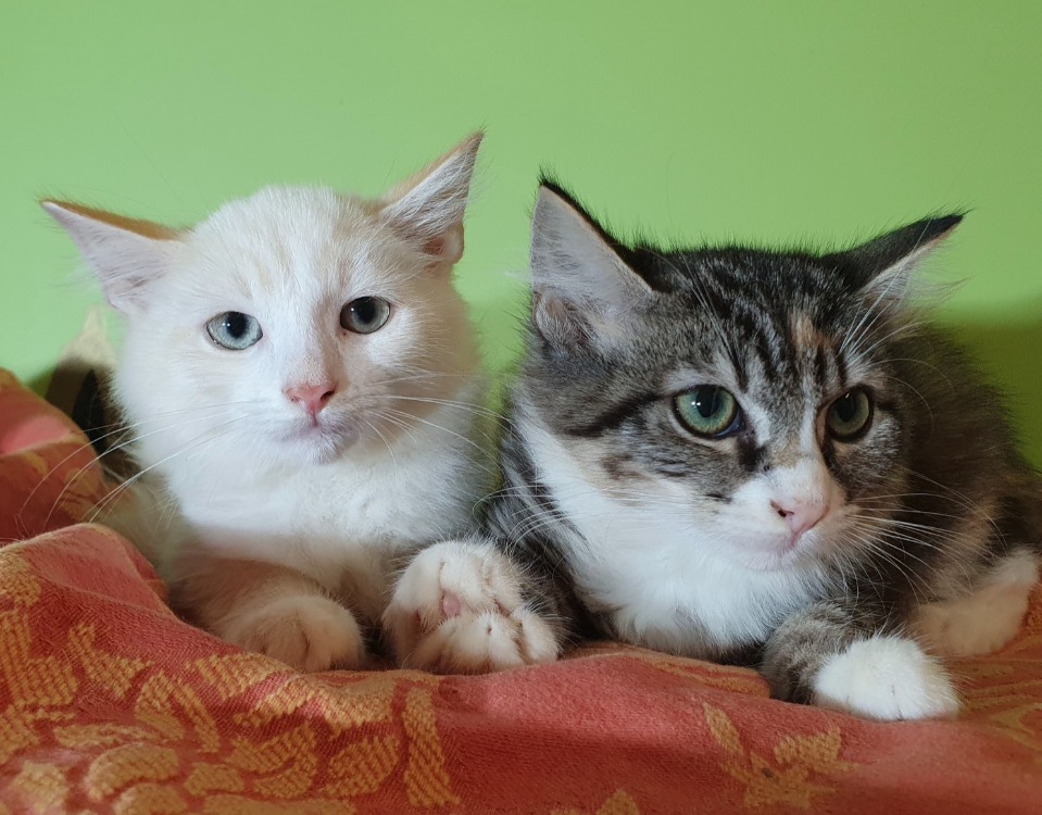 Animal à l'adoption