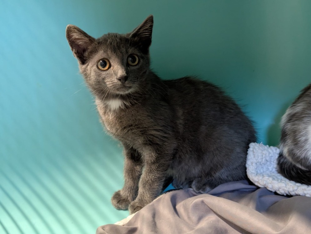 Animal à l'adoption